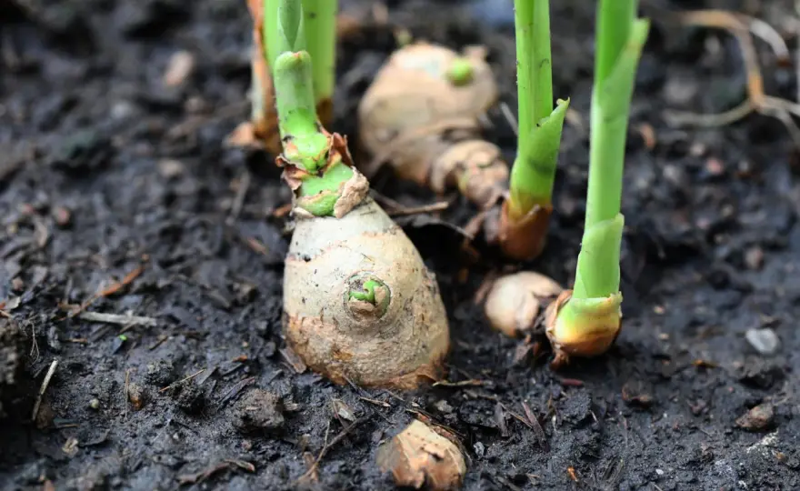Ingwer im Garten anbauen - So gelingt die Ernte!