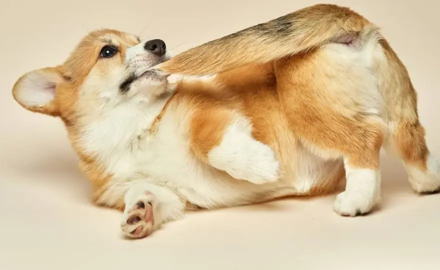 Mi perro se muerde la cola y patas - ¿Por qué lo hace?