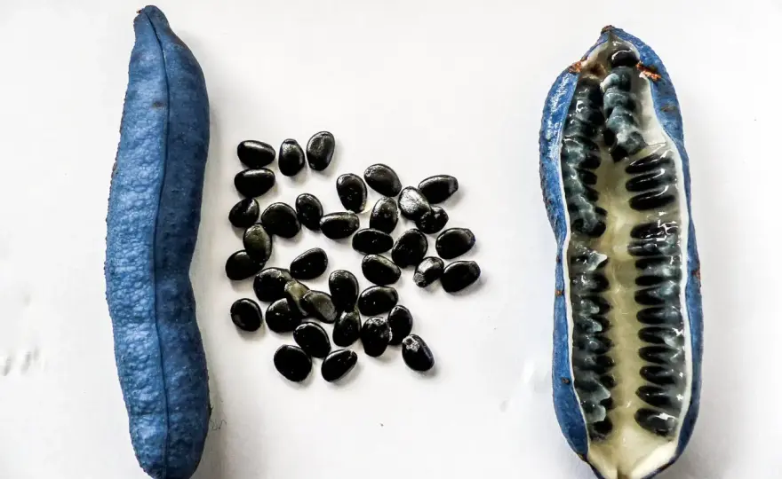 Blaugurke Geschmack und Reife erkennen - so gelingt der Genuss