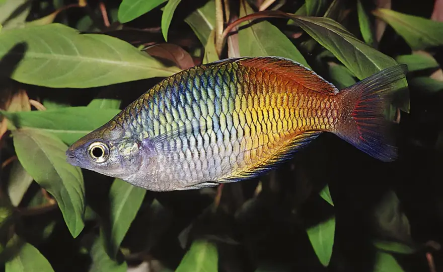 Akvariefiskar: Välj rätt arter för ett harmoniskt akvarium