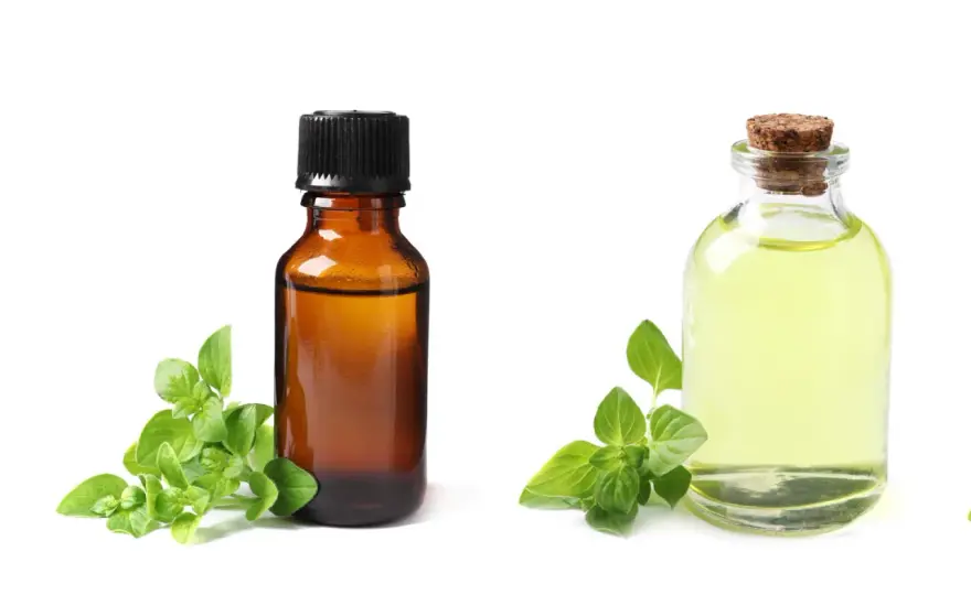 Olio di origano per parassiti e digestione - Funziona davvero?