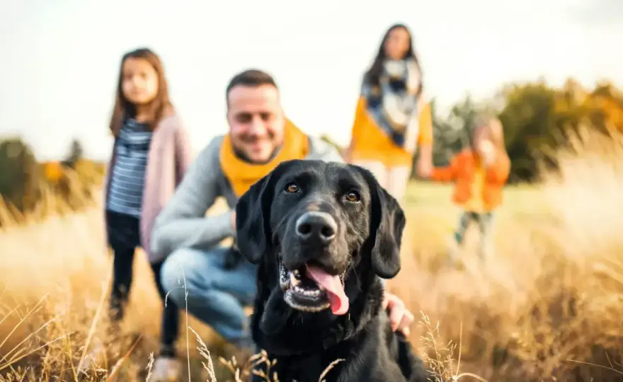 Perros para familias con niños - Guía completa