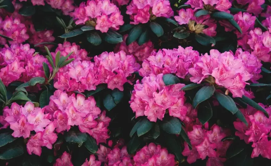 Tailler un rhododendron - Quand et comment pour une floraison parfaite