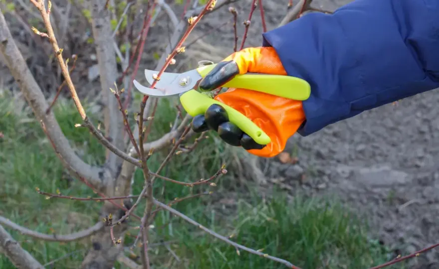 Cięcie brzoskwini - jak i kiedy przycinać dla obfitych plonów
