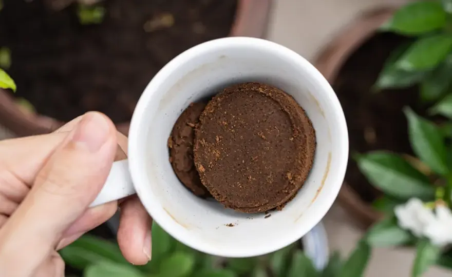 Kaffeesatz beim Weihnachtsstern - sinnvoll oder schädlich?