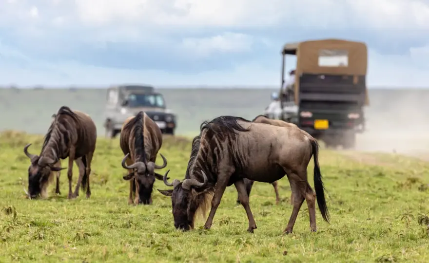 Safari w Kenii i Tanzanii - Masajowie i dzika przyroda