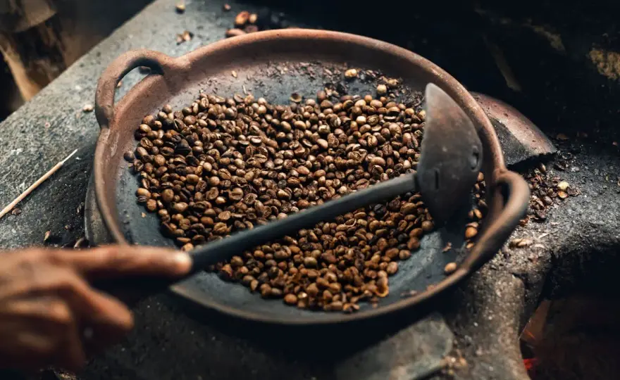 Kawa od zwierząt - Kopi Luwak, Black Ivory. Czy warto?