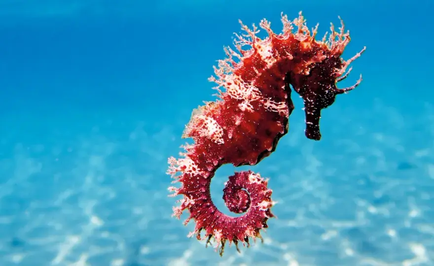 Caballito de mar: ¿Por qué su conservación es vital en España?