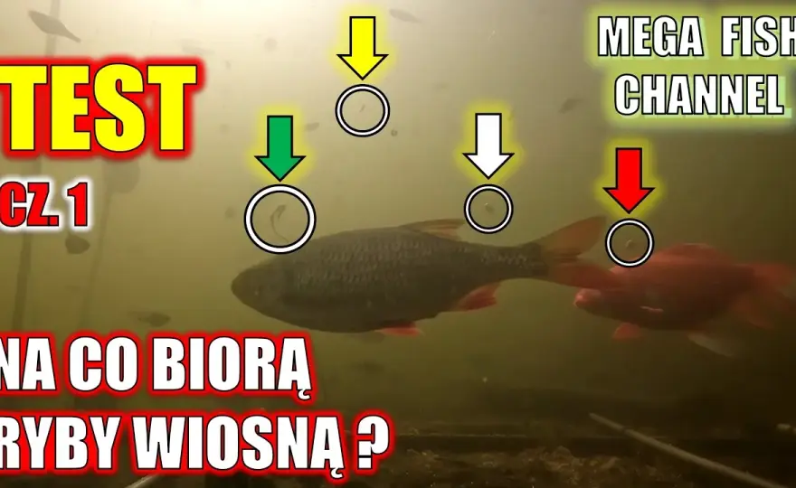Na co łowić ryby? Sekrety przynęt i zanęt Damiana Baranowskiego
