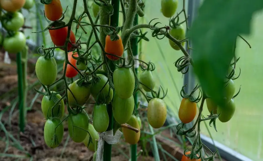 Marciume apicale del peperone, cosa fare per salvare i nuovi frutti