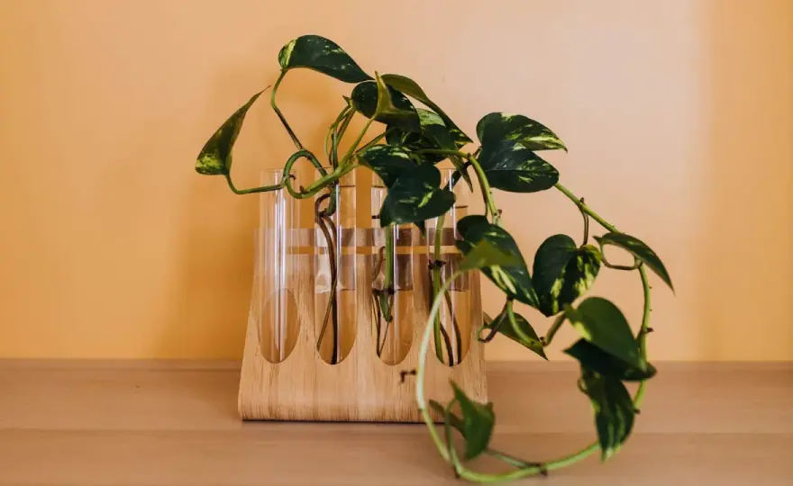 Bouturage facile - Le guide complet pour multiplier vos plantes