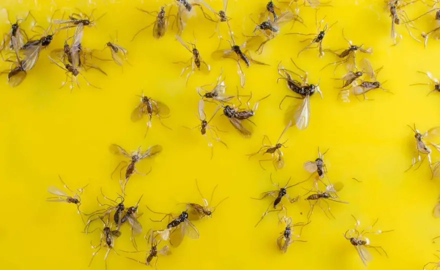 Sciaridi nel terriccio - Eliminali e previeni il ritorno