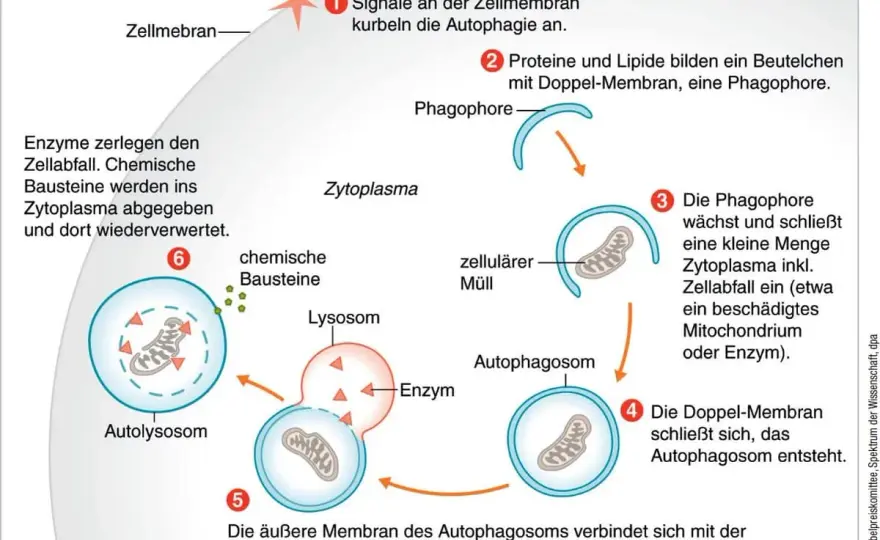 Wann beginnt Autophagie? Die ehrliche Zeitachse beim Fasten