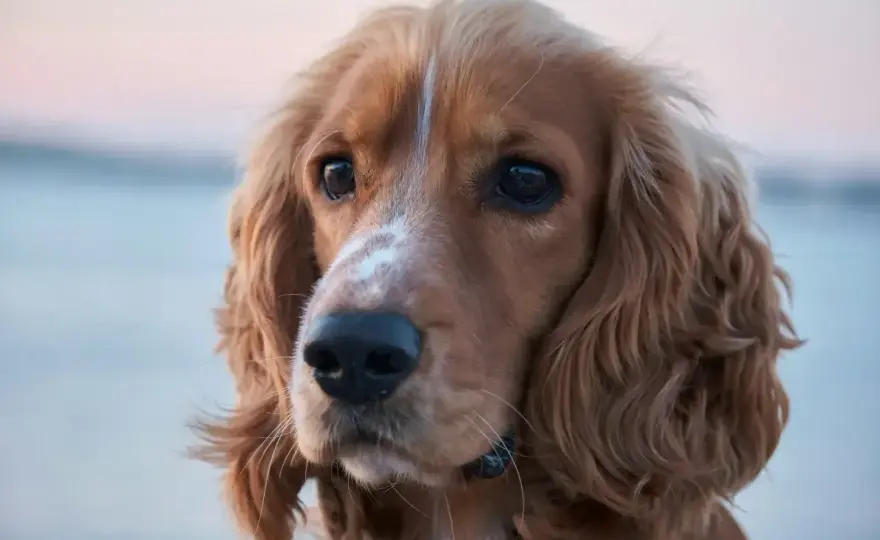 Cocker spaniel amerykański - Czy to pies dla Ciebie? Sprawdź!