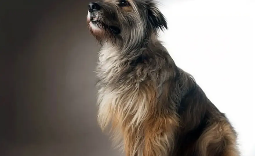 Pastor de los Pirineos de cara rasa - ¿Es tu perro ideal?
