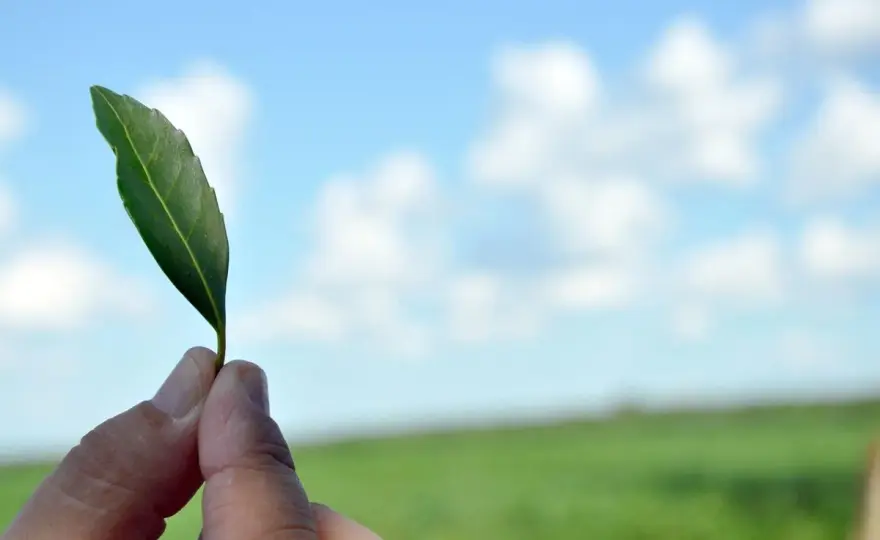 Yerba Mate - Skąd Naprawdę Pochodzi? Wybierz Świadomie