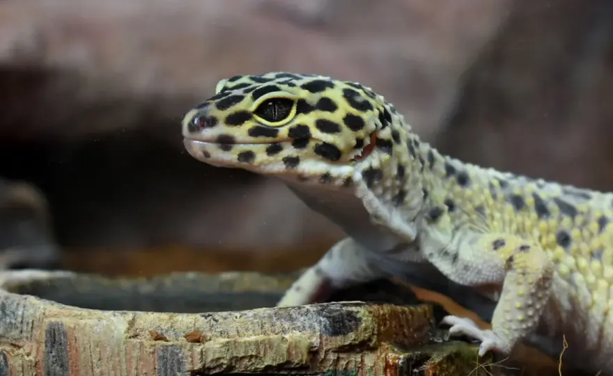 Qué comen los geckos - Guía completa para una dieta sana