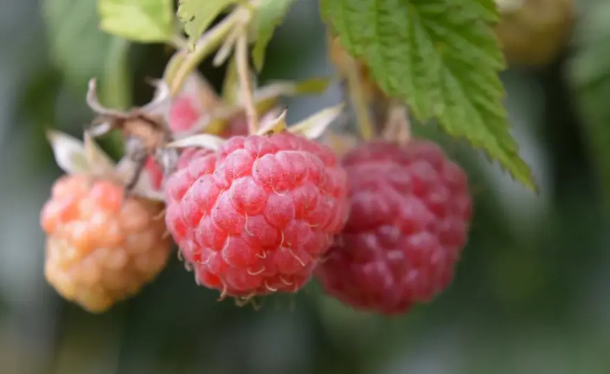 Ile lat owocują maliny? Prawda i sposoby na długi plon