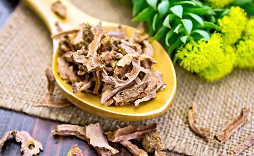 Rhodiola rosea - Controindicazioni, effetti e interazioni