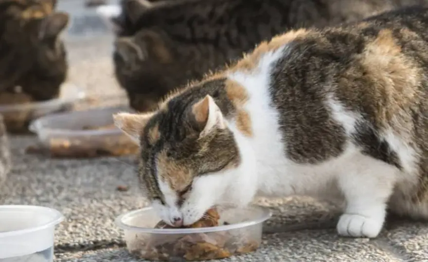 Alimentar gatos callejeros - Guía para hacerlo bien y sin riesgos