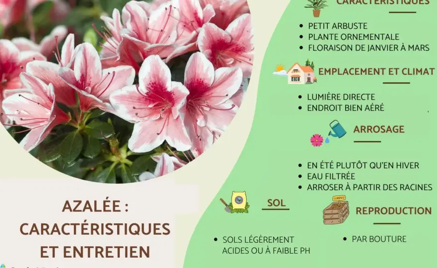 Azalée - quelle terre et quels soins pour bien fleurir ?