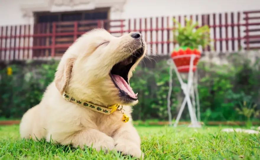 Chien qui bâille - Fatigue, stress ou alerte ? Décryptez tout !