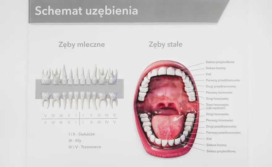 Siekacze – dlaczego są kluczowe dla uśmiechu i zdrowia?