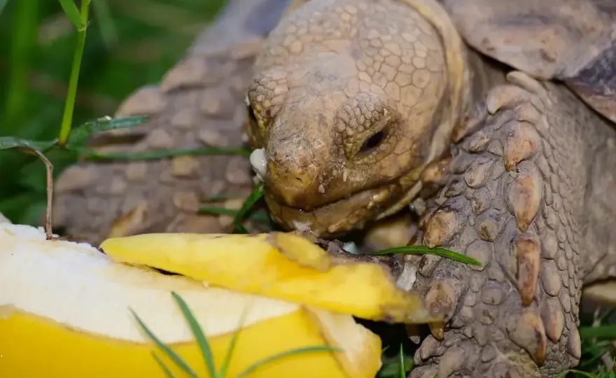 Dieta żółwia - co jedzą żółwie lądowe i wodne?