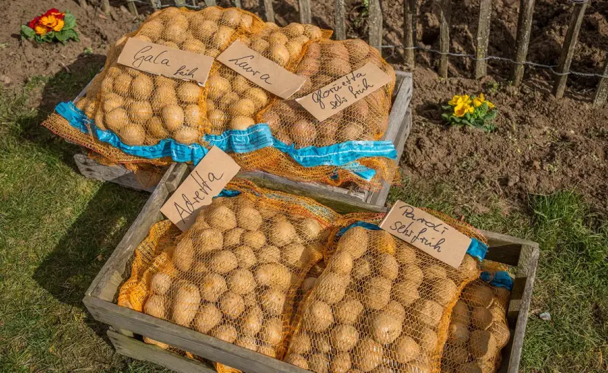 Kartoffeln pflanzen im August - lohnt sich der späte Start?
