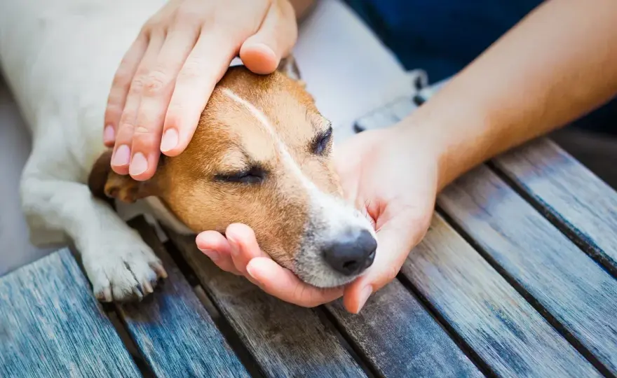 Schlaganfall beim Hund erkennen und richtig handeln