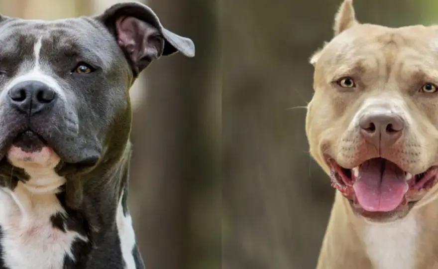 Jak wygląda pitbull? Rozpoznaj APBT, amstaffa i staffika!