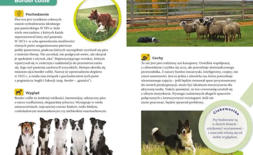 Atlas psów dla dzieci: Książki i aplikacje wybierz najlepszy!