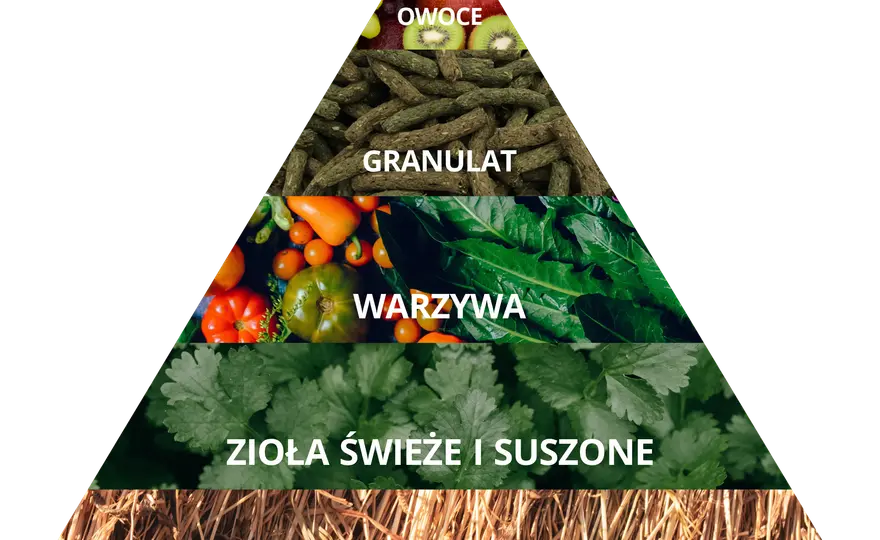 Co może jeść królik miniaturka? Kompletny poradnik żywienia