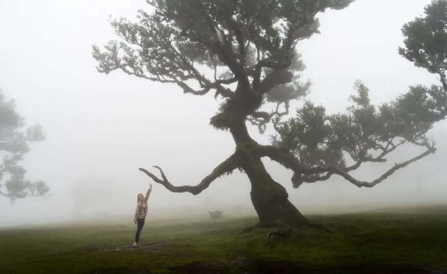 Fanal Forest Guide - Madeira's Misty Laurel Woodland Explained