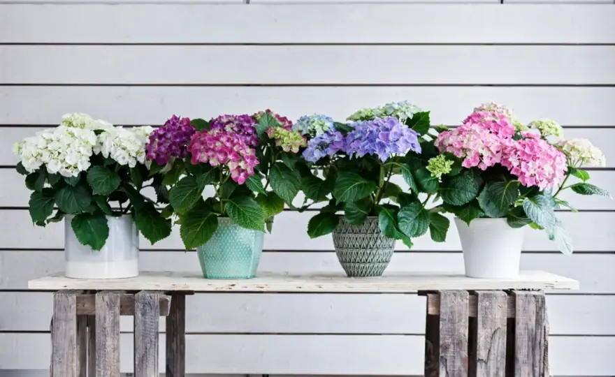 Hortensia i kruka - Så lyckas du med blomningen!