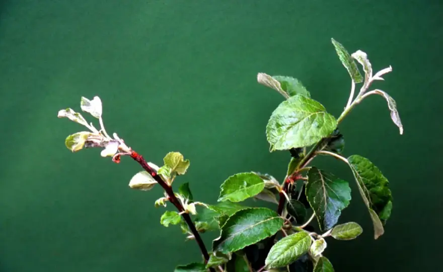Apfelmehltau bekämpfen - So retten Sie Ihren Apfelbaum