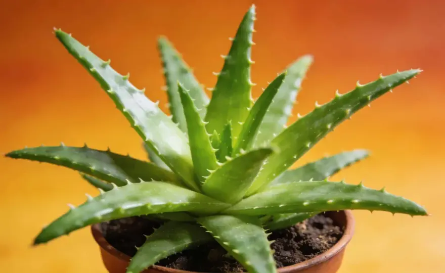Rempoter un aloe vera - Guide complet pour une plante saine