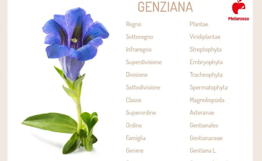 Genziana, quando evitarla? Effetti indesiderati e uso sicuro