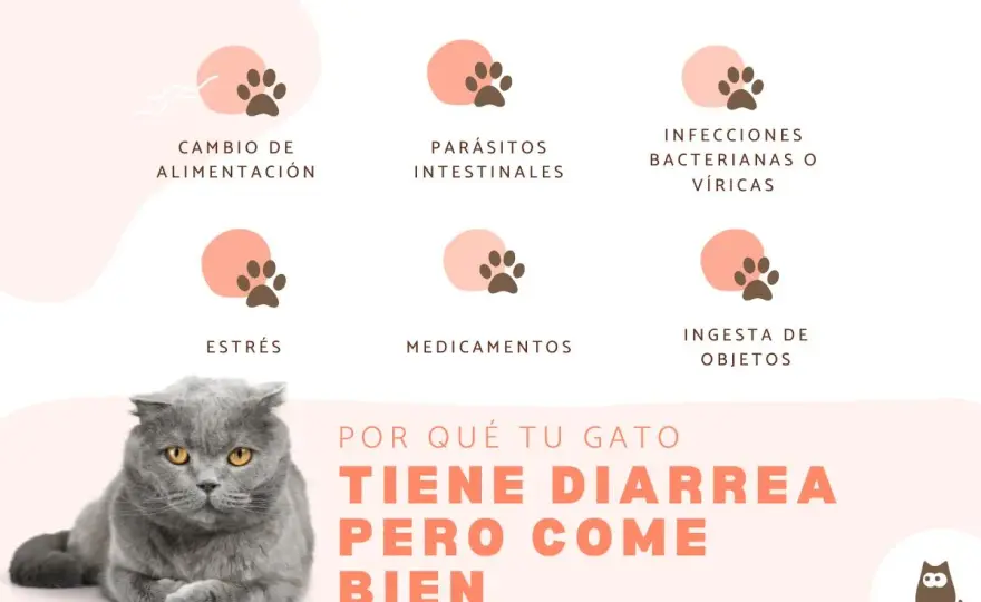 Diarrea en gatos - ¿Cuándo es grave y cómo actuar?
