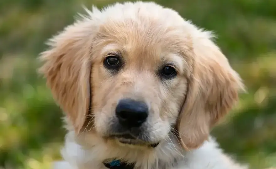 Sierść golden retrievera - jak dbać i czego nie robić