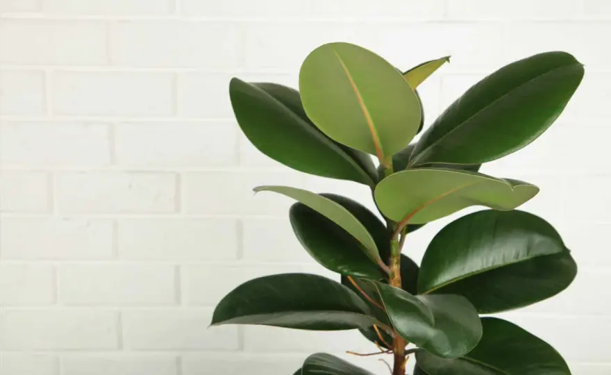Gummibaum richtig pflegen - so bleibt Ficus elastica gesund