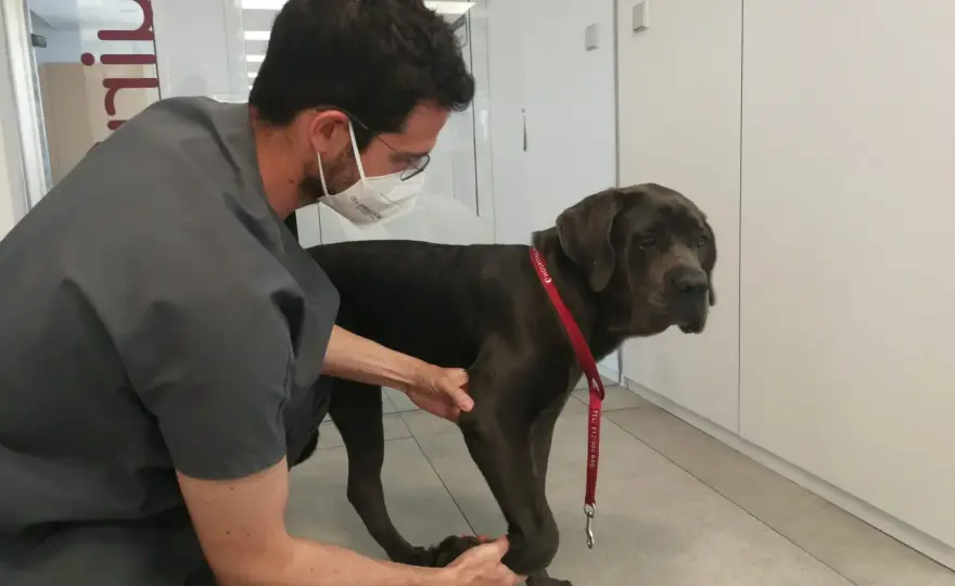 Mi perro cojea de una pata delantera - Qué hacer y cuándo ir al veterinario