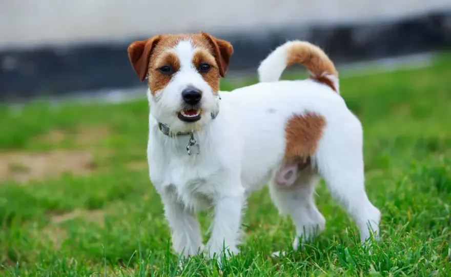 Szorstkowłosy Jack Russell Terrier - Pielęgnacja i charakter