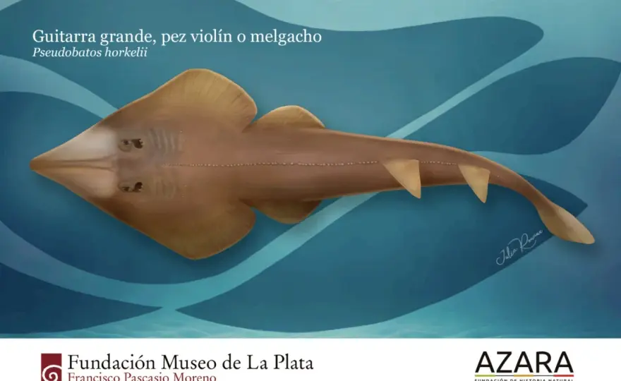 Pez guitarra: ¿raya o tiburón? Descubre este condrictio único