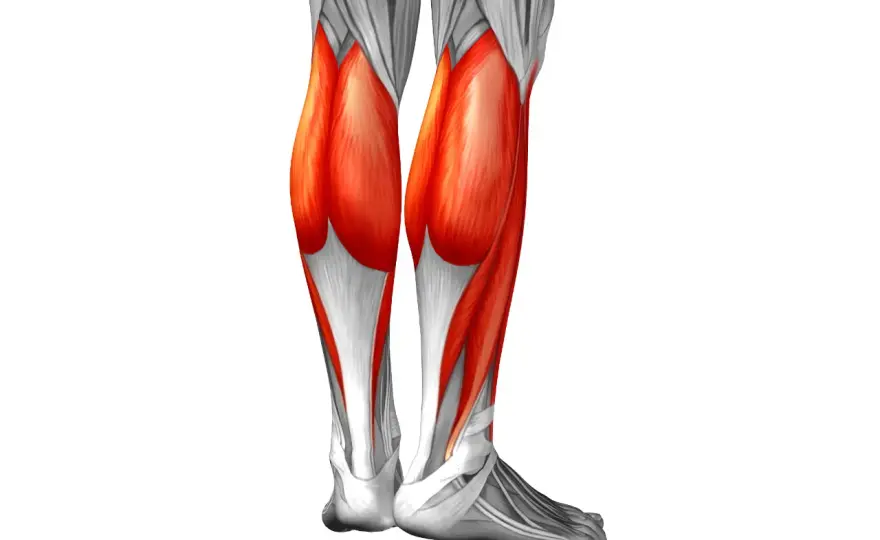 Gastrocnemio - Anatomía, función y cómo cuidar tu pantorrilla