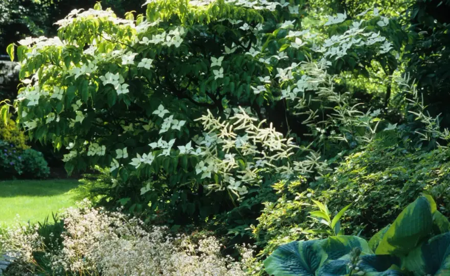Japanischer Blumenhartriegel - Standort, Pflege & Sorten-Tipps