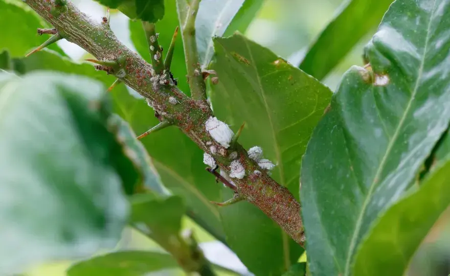 Cocciniglia sulle piante - Riconosci, elimina e previeni