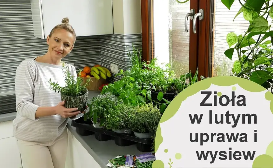 Jak uprawiać zioła w domu - proste sposoby na świeże przyprawy