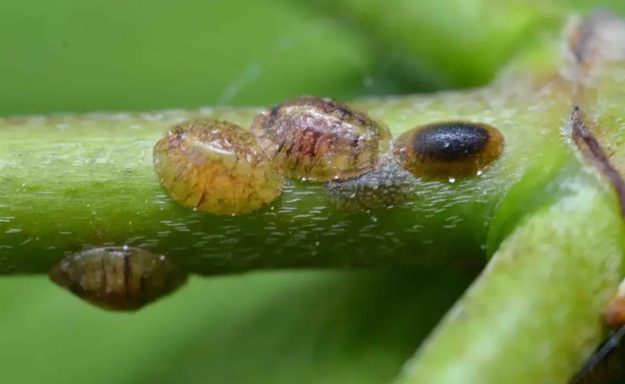 Éliminer la cochenille à carapace naturellement, sans abîmer la plante