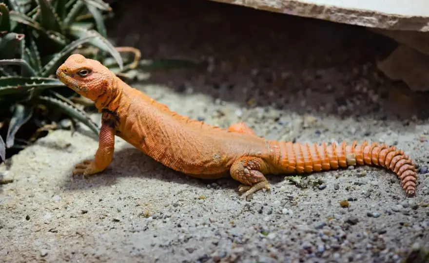Lagarto de cola espinosa - ¿Por qué es un maestro del desierto?